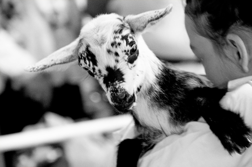 miniature goats, Pygmy goat
